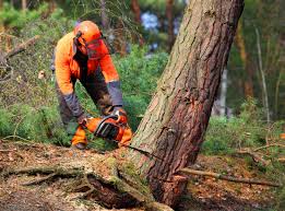 Tree and Shrub Care in Troy, NC